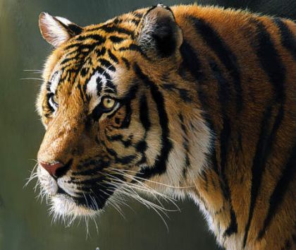 India’s Old Age Home for Tigers to come up in West Bengal