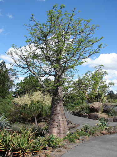 Adansonia digitata: A Heritage Tree
