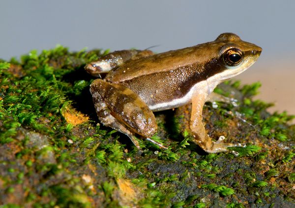 Researchers Rediscover Five Lost Frog Species
