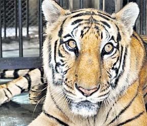 Cricketer Zaheer Khan Adopts a Tiger