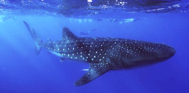 Endangered Whale Sharks thought to be Australian might be Indian