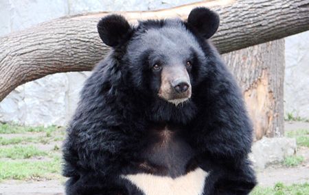 Delhi Zoo Welcomes Baby Himalayan Black Bear