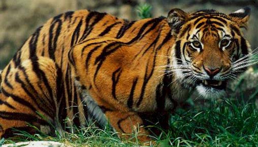 Tiger count Up in India, reveals Tiger Census