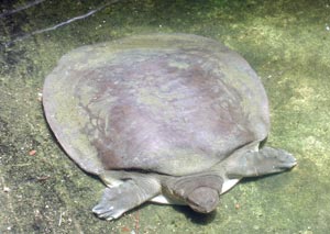 Temples in Assam come to the Rescue of Rare Turtles