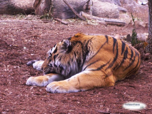 Tigers need more Space to Survive