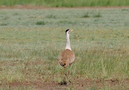 Great Indian Bustard now Critically Endangered