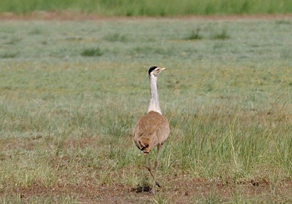 bustard