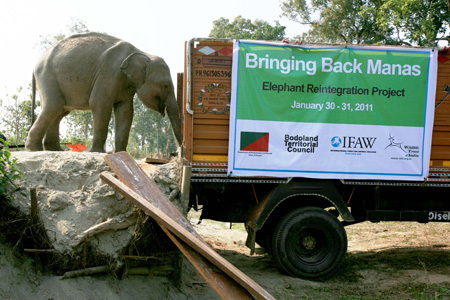 Manas National Park becomes new Home for Orphaned Elephants