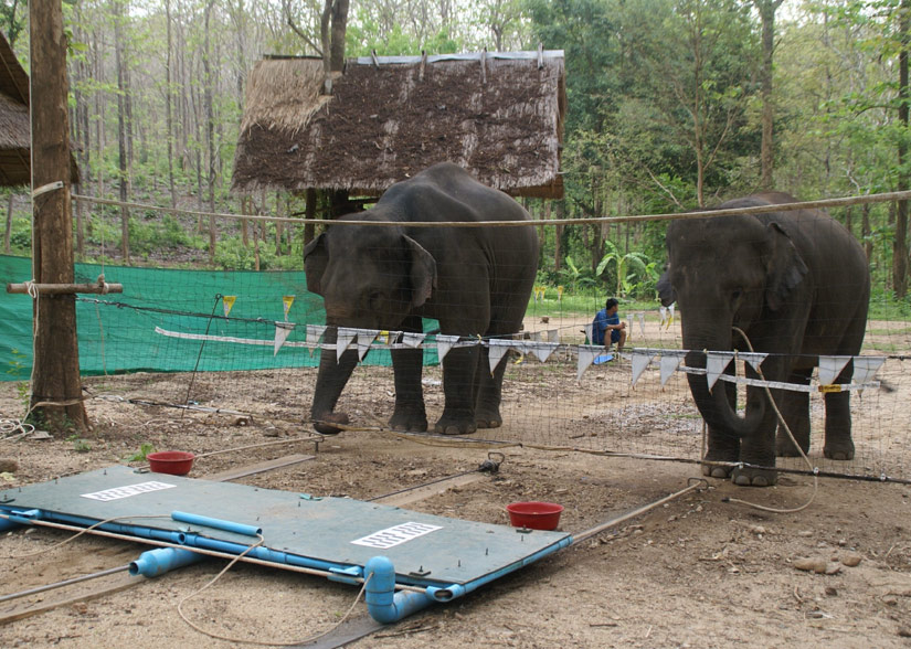 Asian Elephants Display their Ability to Work as a Team