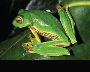 Increased Frog Leg demand Threatening Amphibians to Extinction