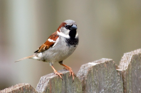 World House Sparrow Day Today
