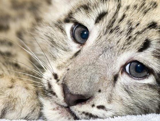 Farmers Discover Leopard Cubs in their Field