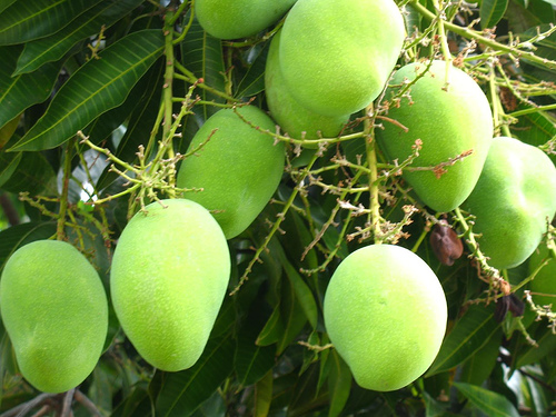 Rare Pickle Mango Variety on Path of Resurrection