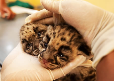 Separated from Mother, Clouded Leopard Cubs to be Hand-raised by Humans