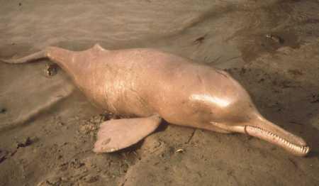 Poachers Kill Ganga River Dolphin in Bihar