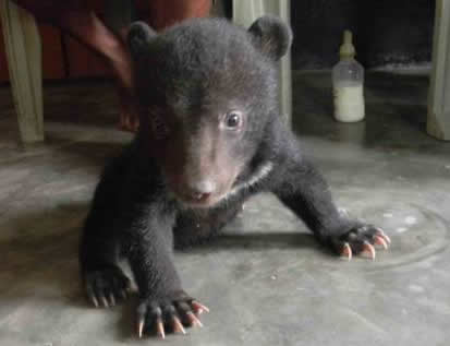 Bear Cubs Get a Second Chance of Life at Assam Rehabilitation Centre