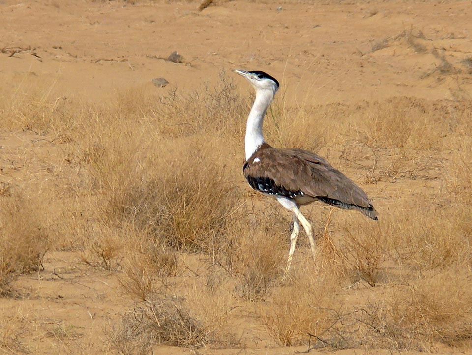 From Dogs to Humans: Problems Galore for the Great Indian Bustard - India's  Endangered