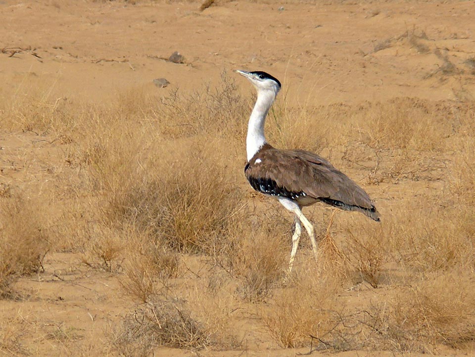 Poor Genetic Diversity Spelling Doom for Great Indian Bustards