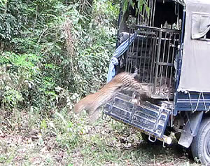 Locals help Rescue Trapped Leopard in Assam