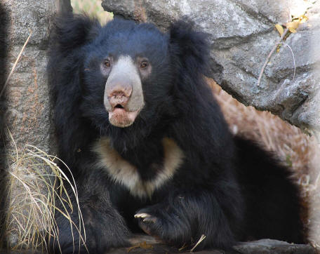 Why India is losing its Sloth Bears