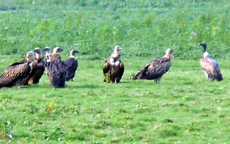 Rare Flock of White-rumped Vulture Spotted in Sivasagar, Assam