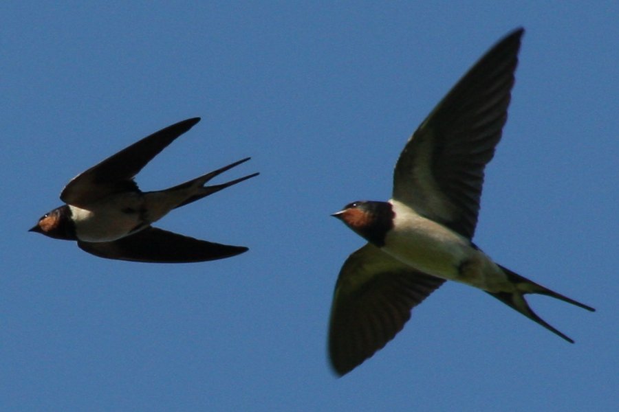 Come Spring…Come Swallows