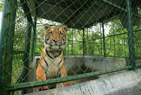Orphaned Tiger Ready to Begin New Life at Bhopal’s Van Vihar