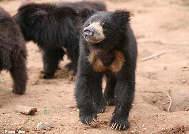 British Vets give Eyesight Back to rescued Indian Bear