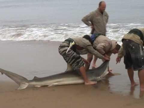 Sharks Facing Grave Danger due to Indiscriminate Fishing