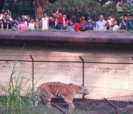 Jharkhand Zoo Animals Benefit from High Profile Adoptions - India's  Endangered