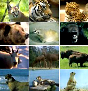 India to Have its Own Red List of Endangered Species - India's Endangered