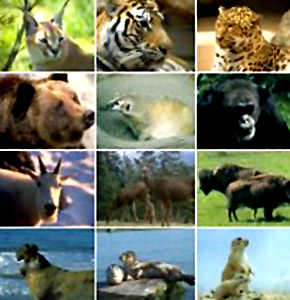 List of animals in the wild