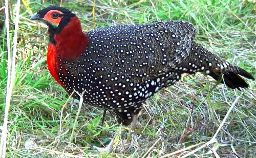 Western Tragopan Spotted in New Ranges in Kashmir
