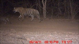 Tiger Dad Displays Rare Parenting Skills in Ranthambore