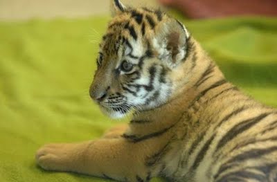 Bor Wildlife Sanctuary Welcomes Three Tiger Cubs