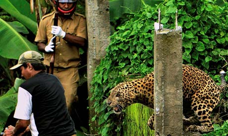 Leopards: Victims of the Man-animal Conflict