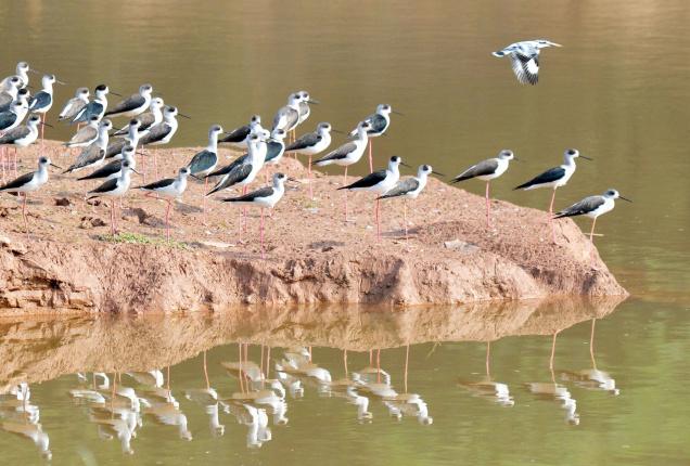 Animals love Sukhna Wildlife Sanctuary, Reveals First Census