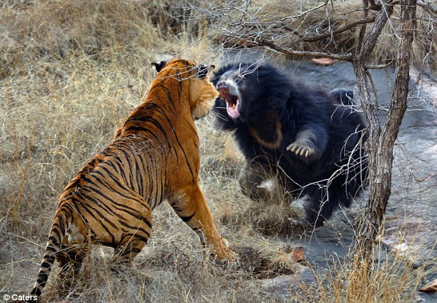 Angry Mother Bear scares off Two Tigers in Ranthambore