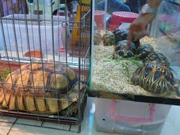 Endangered Indian Animals Flooding Pet Market of Thailand