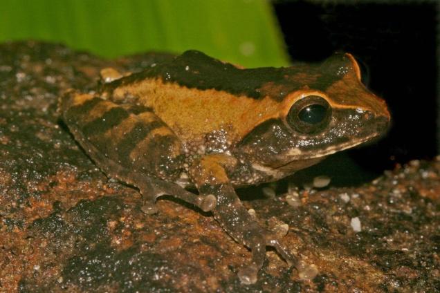Ten New Frog Species Discovered in Western Ghats