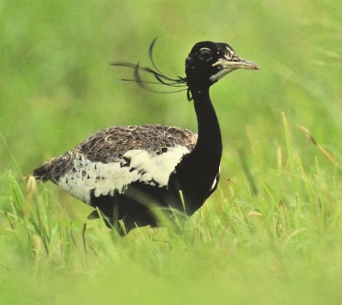 Lesser Floricans getting lesser and lesser in India