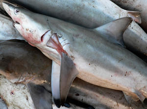 India Second in the List of Shark-Catching Nations