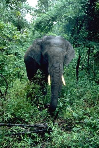 Elephants get Photo Identity Cards