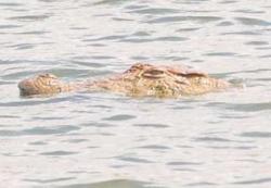 Freshwater Crocodiles back from the brink of Extinction in Manjira River