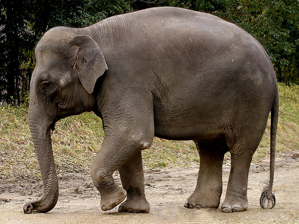 Interesting Facts about the Indian Elephant - India's Endangered