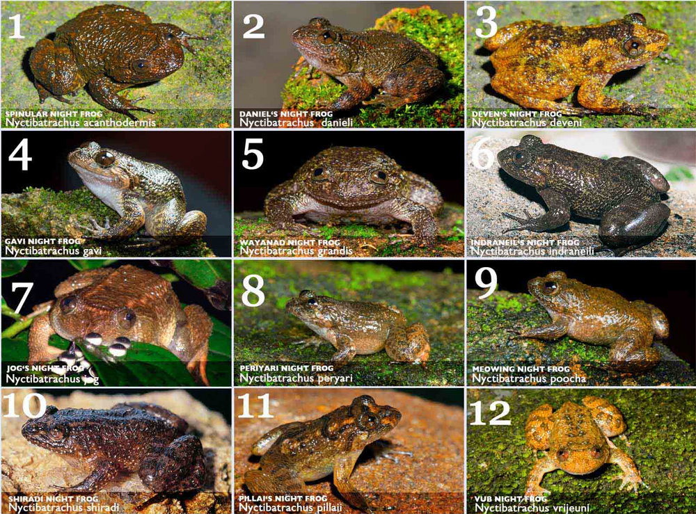 Scientists Find 12 New Frog Species and 3 believed to be Extinct