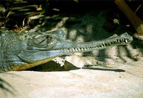 Young Endangered Ghariyals set to be released into the Wild