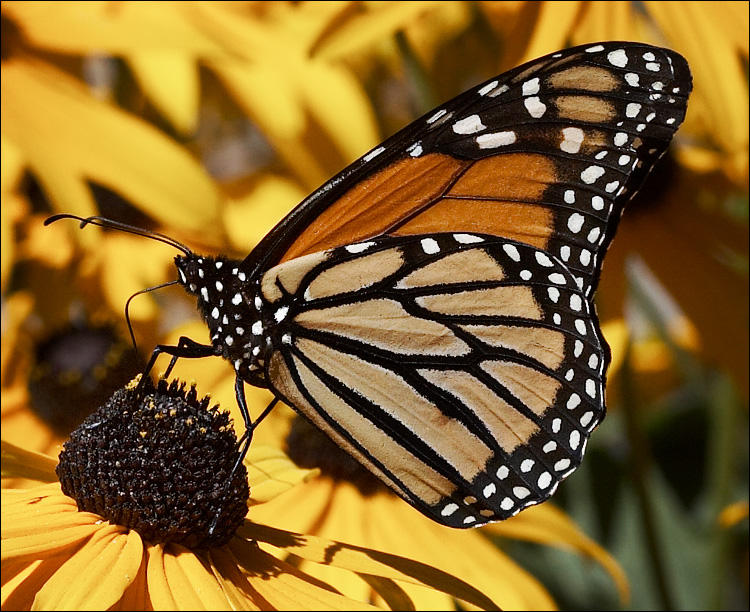 Vanishing Butterflies could mean a Vanishing Planet