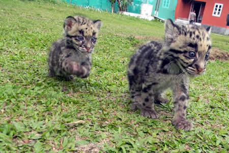 Hand raised Clouded Leopard and Bear Cubs to Begin New Life in Manas