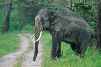 Scientists Develop Model to Predict Human-Elephant Conflict Zones